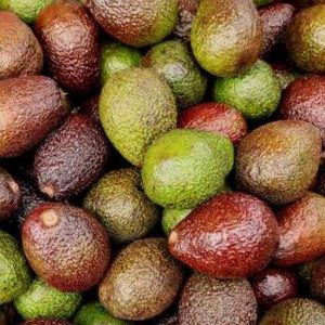 Avocado