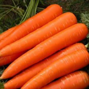 Carrot