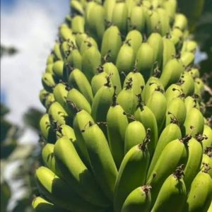 Banana Bukoba