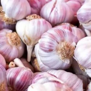 Garlic